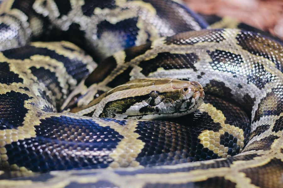 Python asyncio