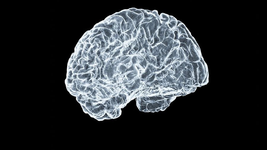 human brain split