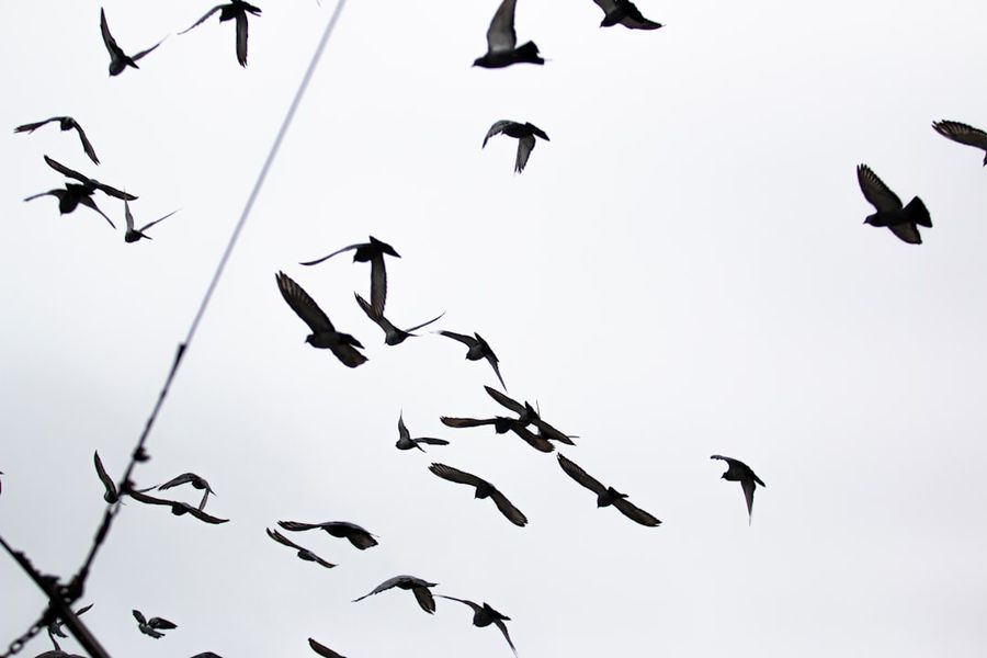 bird detection